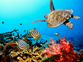 Coral reef fish Ecosystem, sea, fauna, ocean, marine Biology png thumbnail