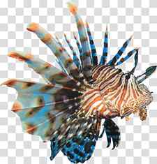 brown, orange, and blue lionfish, Coral reef fish Red lionfish , coral sea transparent background PNG clipart thumbnail