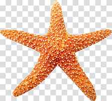 Sea Starfish Beach Coral reef , sea transparent background PNG clipart thumbnail