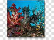 Coral reef Underwater Deep sea creature Ocean, sea transparent background PNG clipart thumbnail