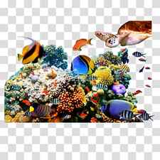 Coral reef fish Underwater, fish transparent background PNG clipart thumbnail