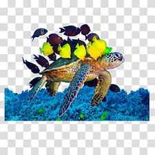 Loggerhead sea turtle Underwater Algae, turtle transparent background PNG clipart thumbnail