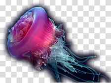 Jellyfish Deep sea creature Ocean, sea transparent background PNG clipart thumbnail