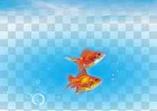 Carassius auratus Fish Sea Water, Fish in the sea transparent background PNG clipart thumbnail