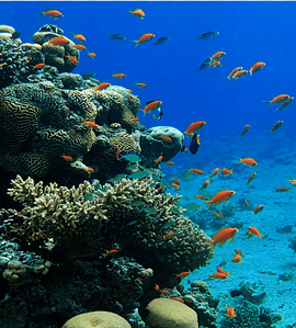 Coral reef fish Coral Triangle Ecosystem, coral, ocean, marine Biology, marine Invertebrates png thumbnail