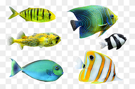 Tropical fish Desktop graphy, Tropical Fish, animals, aquarium Fish, color png thumbnail