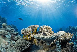 coral reefs under water, Great Barrier Reef World Ocean Coral reef Coral bleaching, coral, computer Wallpaper, ocean, marine Biology png thumbnail