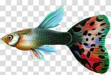 Guppy Fish Desktop , lovely fish transparent background PNG clipart thumbnail