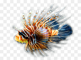 Red lionfish Clownfish Coral reef Tropical fish, conch, animals, ocean, desktop Wallpaper png thumbnail