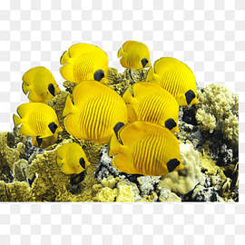 Saltwater fish Yellow tang Sea Underwater, sea, ocean, desktop Wallpaper, marine Biology png thumbnail