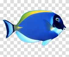 Fish , Blue tropical fish transparent background PNG clipart thumbnail