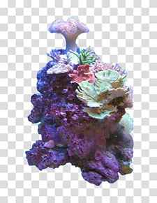 Coral reef Color Deep-water coral Sea, sea transparent background PNG clipart thumbnail