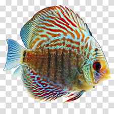 Tropical fish Goldfish Desktop , fish transparent background PNG clipart thumbnail