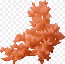 pink coral, Coral reef Sea, sea, orange, coral, marine Invertebrates png thumbnail