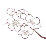 How to Draw a Cherry Blossom Sakura Flower Sketch Lesson