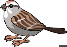 How to Draw a Sparrow Featured Image