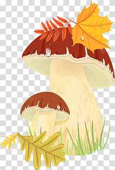 Autumn Fruit, Mushroom, Leaf, Tree, Penny Bun, Agaricomycetes, Fungus transparent background PNG clipart thumbnail