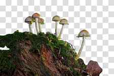 mushroom natural landscape plant fungus tree, Edible Mushroom, Agaricaceae, Terrestrial Plant, Moss, Nonvascular Land Plant transparent background PNG clipart thumbnail