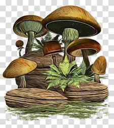 Mushroom, Wood, Tree, Edible Mushroom, Terrestrial Plant, Medicinal Mushroom, Bolete, Agaricomycetes transparent background PNG clipart thumbnail