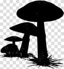 Tree Silhouette, Black White M, Mushroom, Edible Mushroom, Blackandwhite, Landscape, Plant, Agaricomycetes transparent background PNG clipart thumbnail