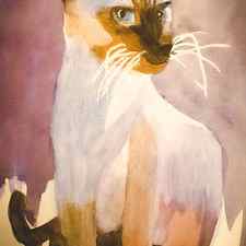 Siamese cat by Melanie Nadeau