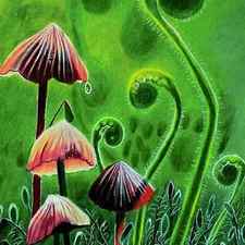 Mushrooms and ferns by Melanie Nadeau