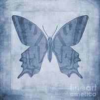 Butterfly Textures Cyanotype by John Edwards