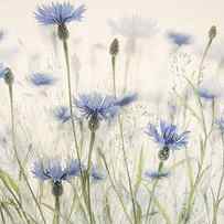 Cornflowers by Nel Talen