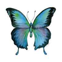 12 Blue Emperor Butterfly by Amy Kirkpatrick