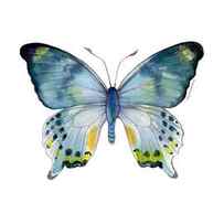 68 Laglaizei Butterfly by Amy Kirkpatrick