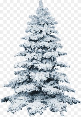 Christmas tree Snow, Christmas tree, white, winter, tree Branch png thumbnail
