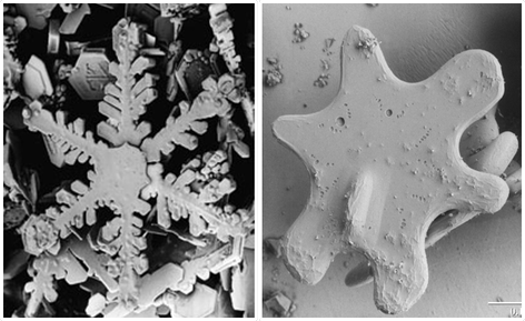 A scanning electron microscope image of a new snow crystal and an old snow crystal