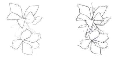 How to draw an orchid in stages