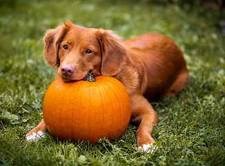 brown dog near pumpkin on green grass, orange, october, halloween HD wallpaper