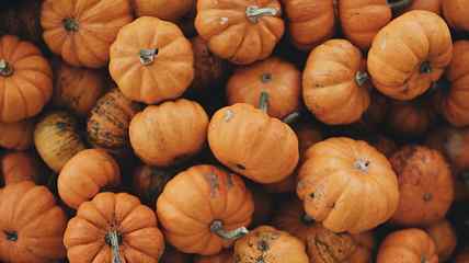 pumpkin lot, stem, mini pumpkin, harvest, autumn, fall, seasonal HD wallpaper