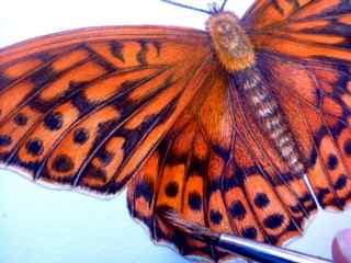 illustrating butterflies