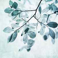 leaves in dusty blue by Priska Wettstein