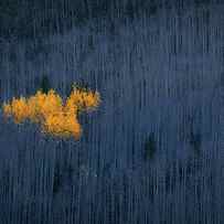 Heart Of Aspens by Michael Zheng