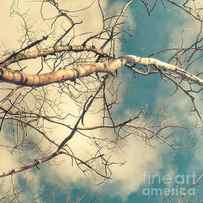 tree tops 3 by Priska Wettstein