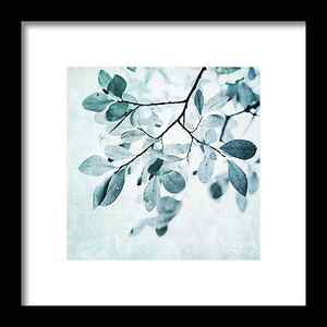 Aspen Tree Framed Prints