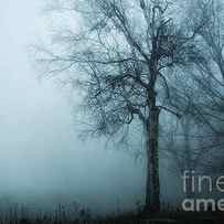 birch trees in fog by HD Connelly