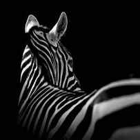 Portrait of Zebra in black and white II by Lukas Holas