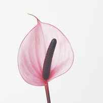 Pink Calla Lily by Cassia Beck