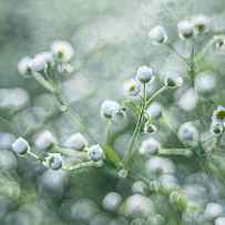 Flowers by Jaroslaw Grudzinski