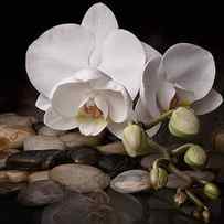 Orchid - Sensuous Virtue by Tom Mc Nemar