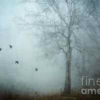 blackbirds in fog by HD Connelly