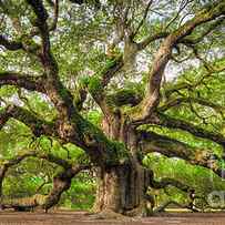 Angel Oak Tree of Life by Dustin K Ryan