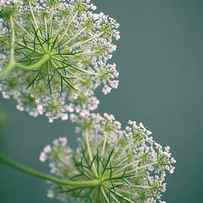 Fragile Dill Umbels on Summer Meadow by Nailia Schwarz