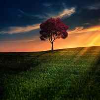 Awesome Solitude by Bess Hamiti