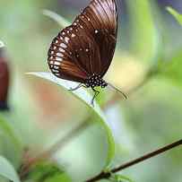 Butterfly on green leaf over green background by Bombaert Patrick